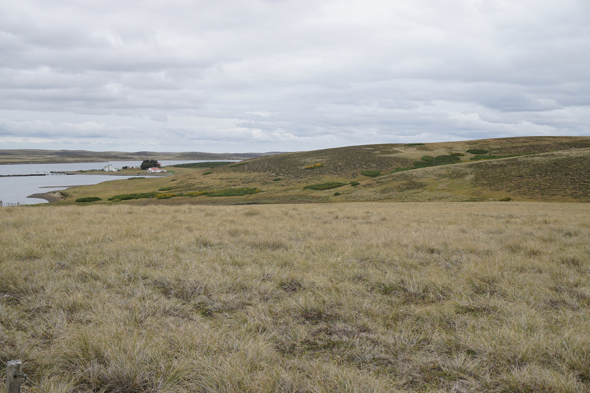 Vegetation and terrain of the Goose Green battlefield looking south in the direction of 2 PARA's 1982 attack
