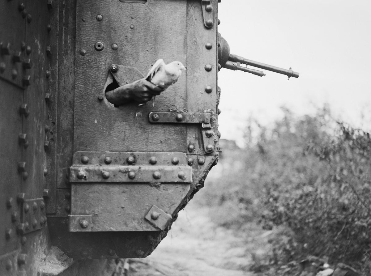 A messenger pigeon being released from a British Mark V tank during the Battle of Amiens, 9 August 1918
